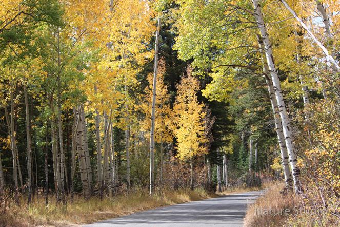 Fall in Wyoming by Nature Studio