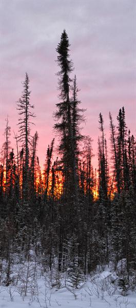 Winter Boreal Trees by TCBPhotography