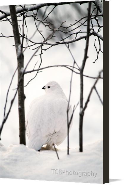 Willow-Ptarmigan-1 on Canvas by TCBPhotography