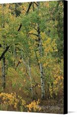 Canvas print of Aspens of Wyoming by the artist Nature Studio