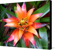 Canvas print of Bromeliad by the artist Art by Kathy