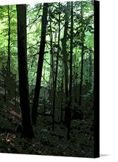 Canvas print of Digital Painting of Forrest Trees by the artist Nature Studio