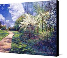 Canvas print of Dogwood Trees in Bloom by the artist David Lloyd Glover Wall Art