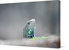 Canvas print of Iguana of Puerto Rico by the artist sirg