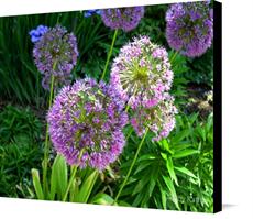 Canvas print of Ornamental Onion by the artist Art by Kathy