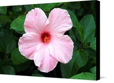 Canvas print of Pink Hibiscus Wild Flower by the artist Nature Studio