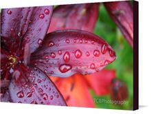 Canvas print of Red Lily - "Self-Reflection" by the artist TCBPhotography