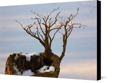 Canvas print of Tree on Tree by the artist Photography Christoph Caina