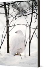 Canvas print of Willow Ptarmigan #1 by the artist TCBPhotography