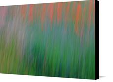 Canvas print of field of poppies 1 by the artist Photography Christoph Caina