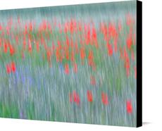 Canvas print of field of poppies 2 by the artist Photography Christoph Caina