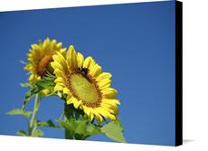 Canvas print of sunflower by the artist Sweetgrass 