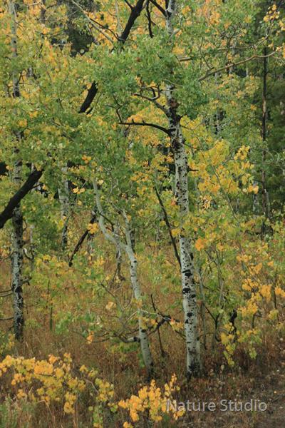 Aspens-of-Wyoming by Nature Studio