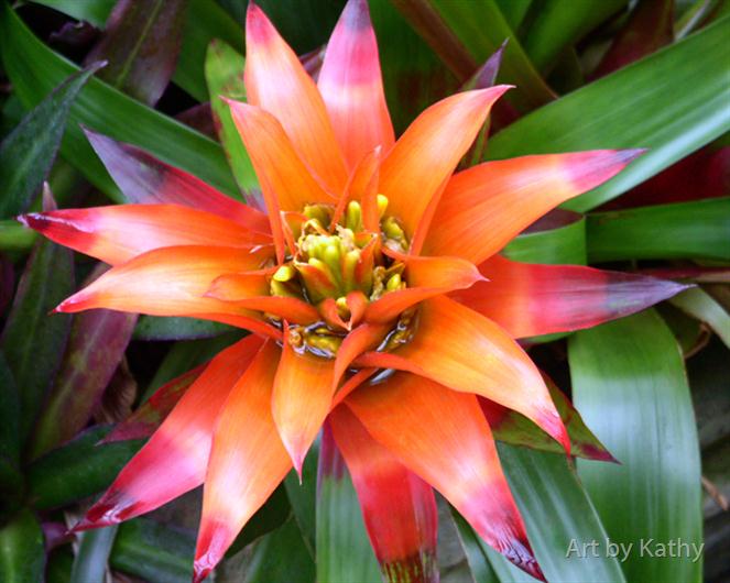 Bromeliad by Art by Kathy