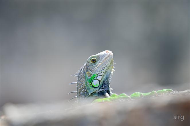 Iguana-of-Puerto-Rico by sirg