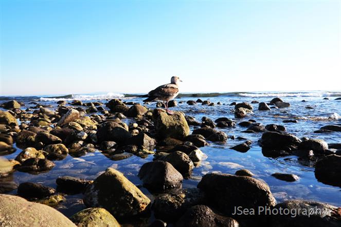 Perch by JSea Photography