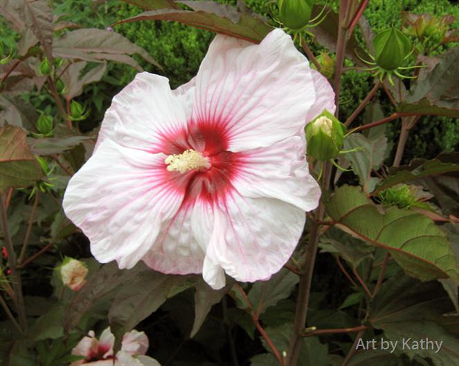 Pink-Hibiscus--Kopper-King-or-Rose-Mallow-variety- by Art by Kathy