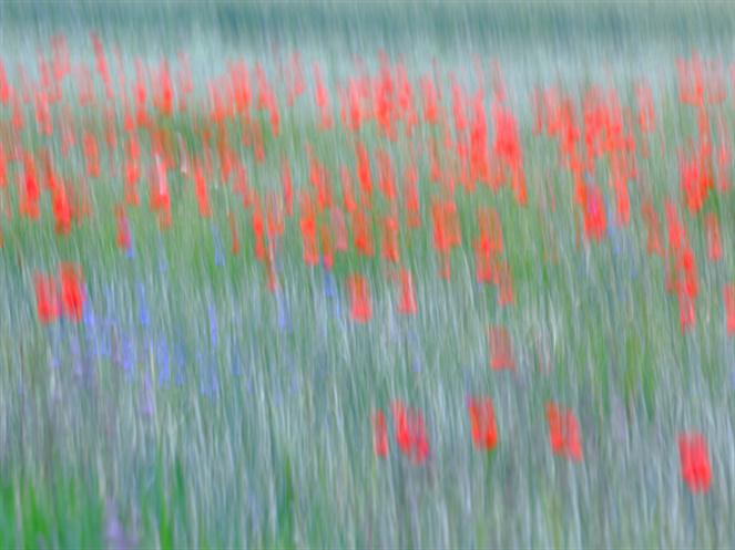 field-of-poppies-2 by Photography Christoph Caina