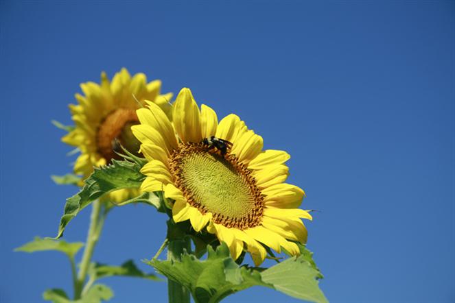 sunflower by Sweetgrass 