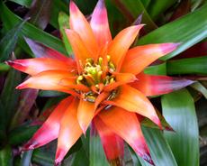 Poster print of Bromeliad by the artist Art by Kathy