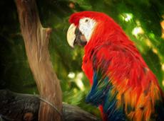 Poster print of Guacamaya by the artist Designs by Jannelli