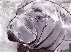 Poster print of Manatee by the artist artbasik Michael Rados