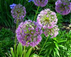 Poster print of Ornamental Onion by the artist Art by Kathy