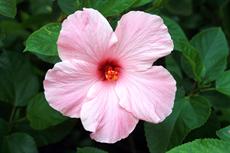 Poster print of Pink Hibiscus Wild Flower by the artist Nature Studio