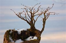 Poster print of Tree on Tree by the artist Photography Christoph Caina