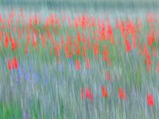 Poster print of field of poppies 2 by the artist Photography Christoph Caina